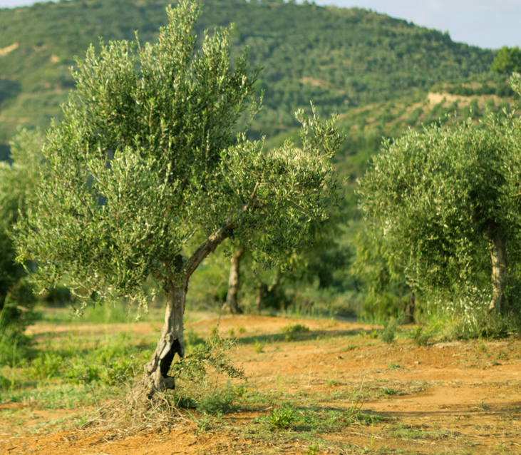 Our Olive Groves